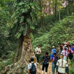 西双版纳探索“就业+生态游”新路子 催生基诺山乡“雨林徒步游”线路火爆出圈
