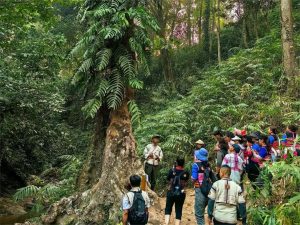 西双版纳探索“就业+生态游”新路子 催生基诺山乡“雨...