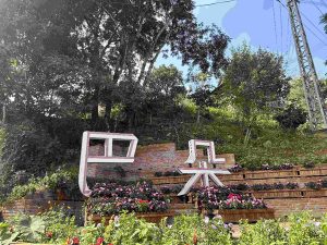 景洪市巴朵村：探秘雨林生态